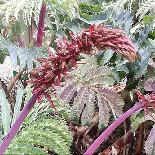 Melianthus Major