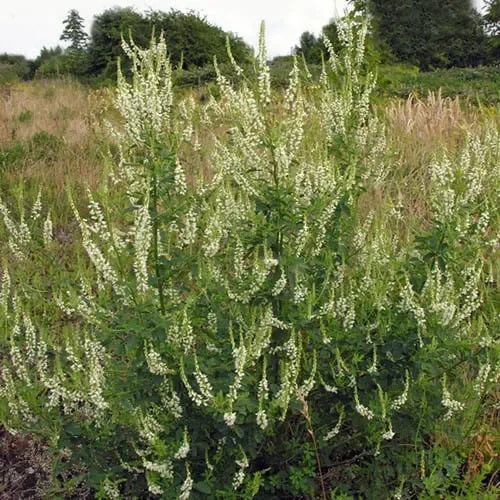 Melilotus Officinalis Subsp. Albus