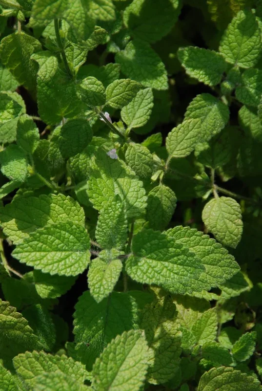 Melisse, Kretische Melisse – Melissa officinalis ssp. altissima
