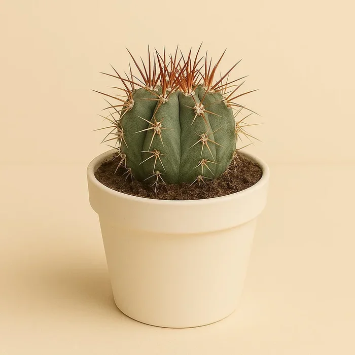 Melocactus Azureus – 17cm