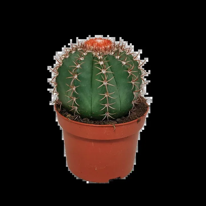 Melocactus matanzanus im Topf 13 cm Ø