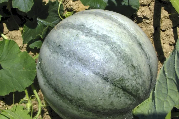 Melone ‚Petite Gris de Rennes‘, Cucumis melo ‚Petite Gris de Rennes‘
