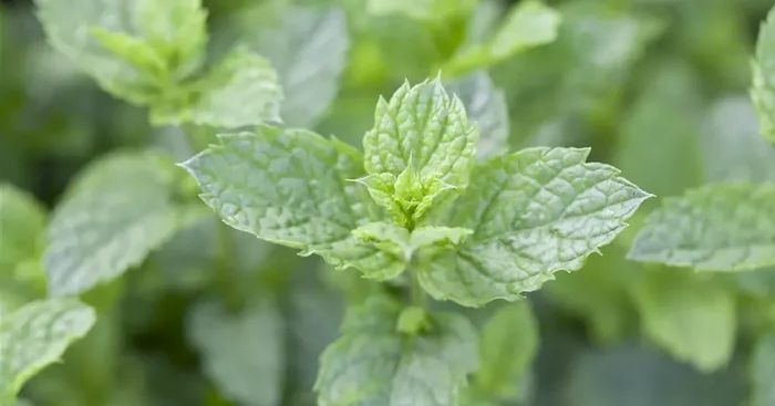 Mentha ‚Casablanca‘