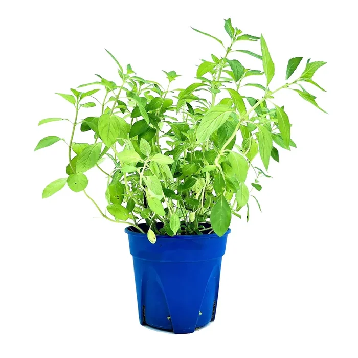 Mentha spicata, Spearmint 留兰香薄荷 (0.3m)
