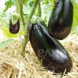 Meronda – Aubergine