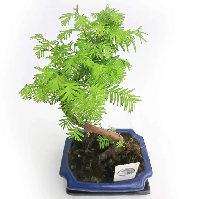METASEQUOIA BONSAI OUTDOOR