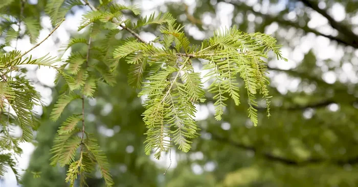 Metasequoia glyptostroboides