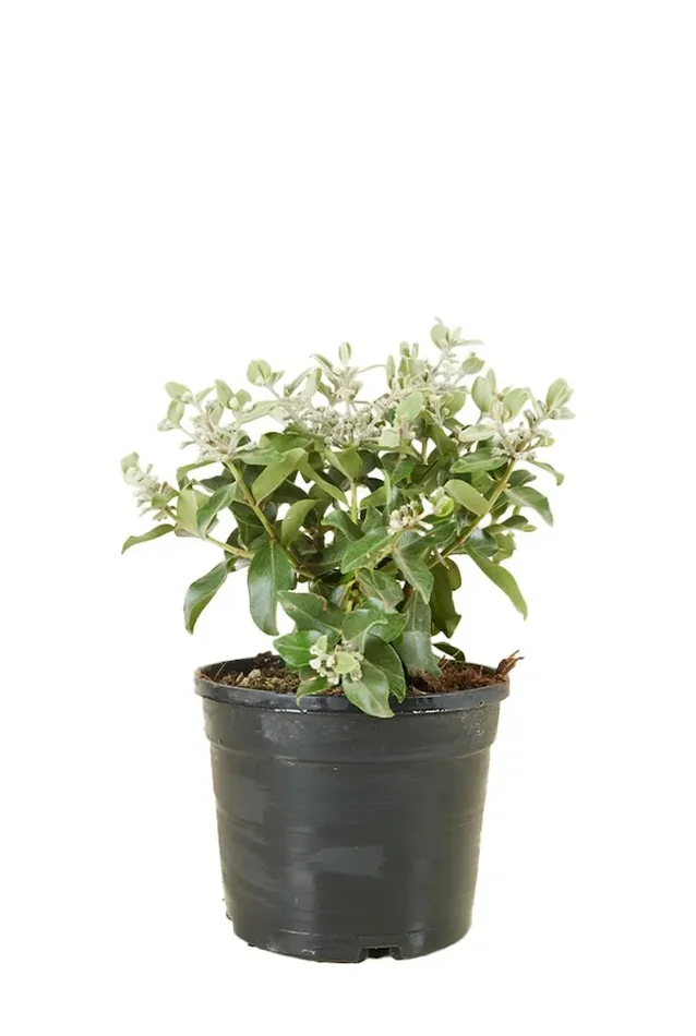 Metrosideros thomasii – Eisenholzbaum