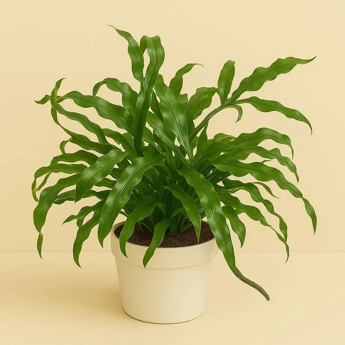 Microsorum Diversifolium – 25cm