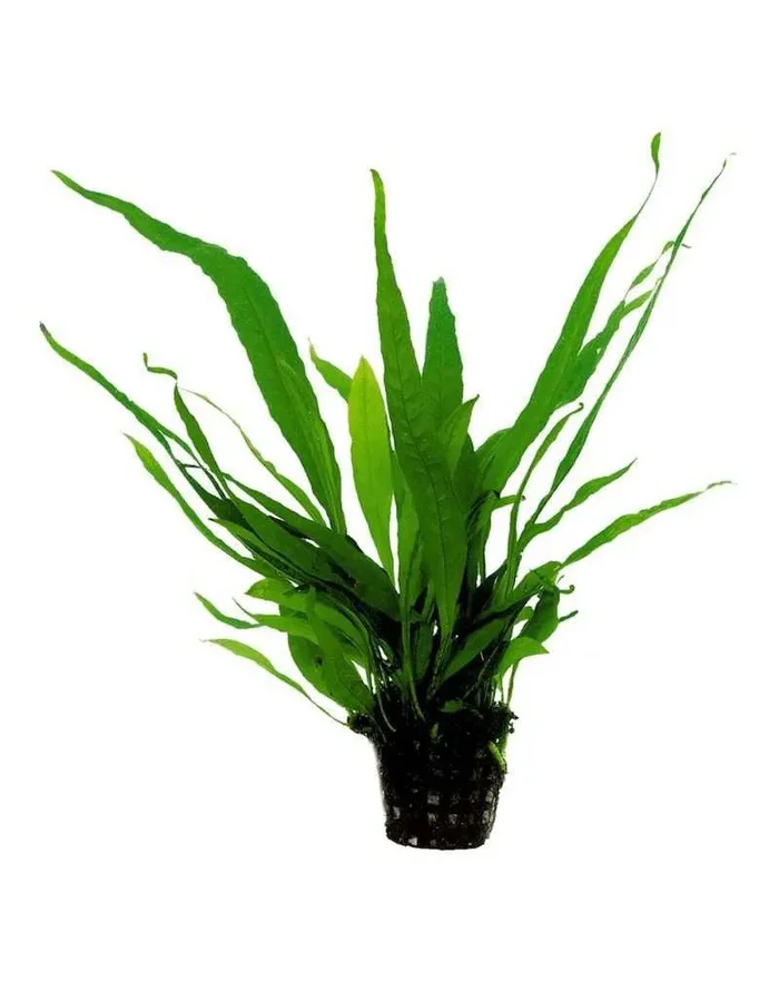 Microsorum Pteropus 5 cm im Topf