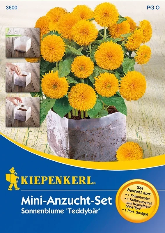 Mini – Anzuchtset Sonnenblume Teddybär