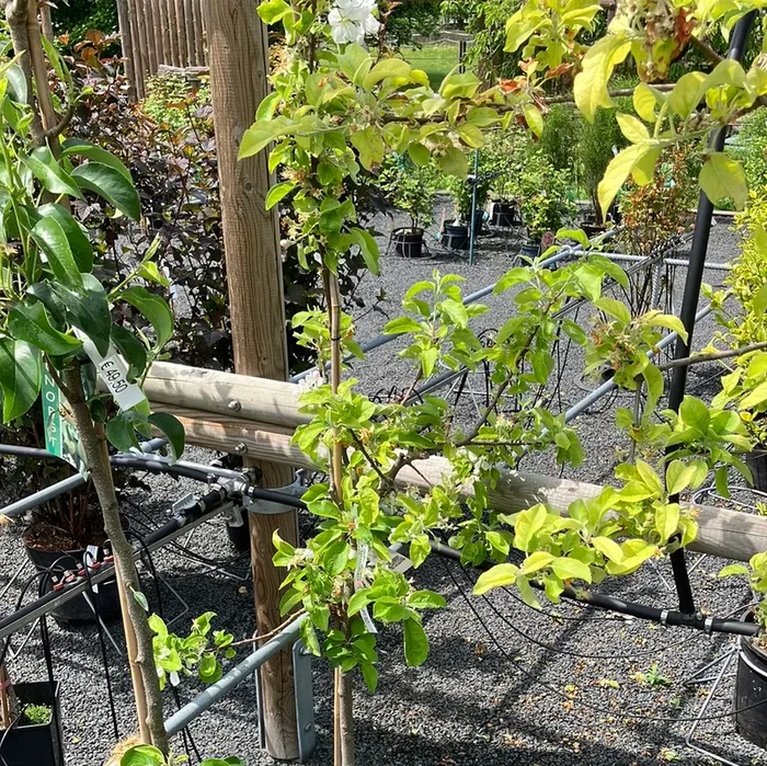 Mini Apfel ‚Piros‘