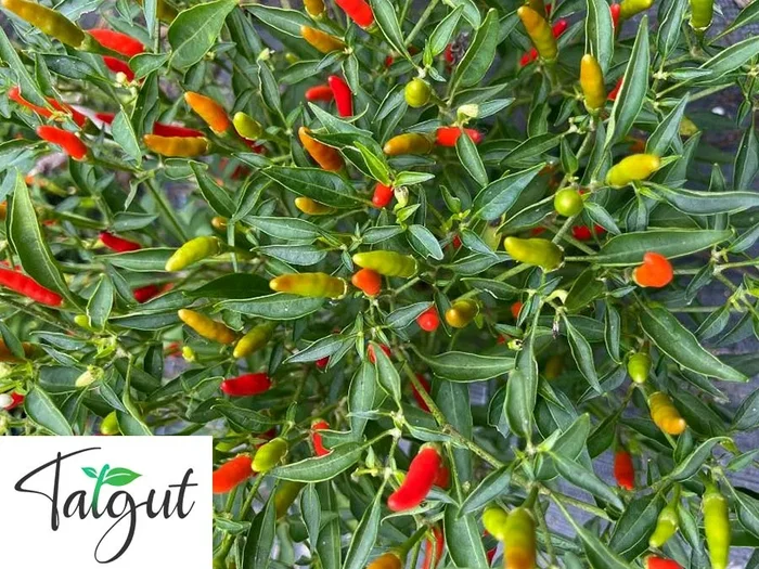 Mini-Chili Wildpfefferoni. Einzeltüte mit samenfesten Chilisamen