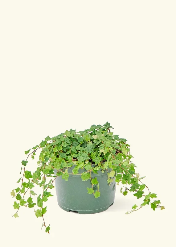 Mini Oakleaf Creeping Fig, Small