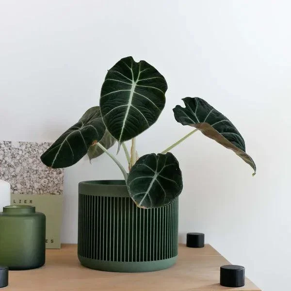 Minimum Design ‘Japan’ Planter | 3D Printed in France