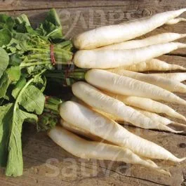 Mino Early (Daikon) – Rettich