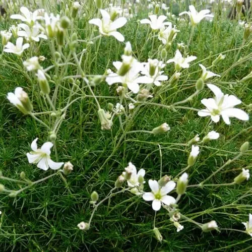 Minuartia Laricifolia