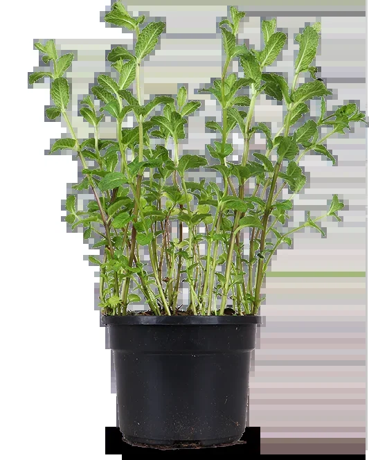 Minze (Mentha spicata)