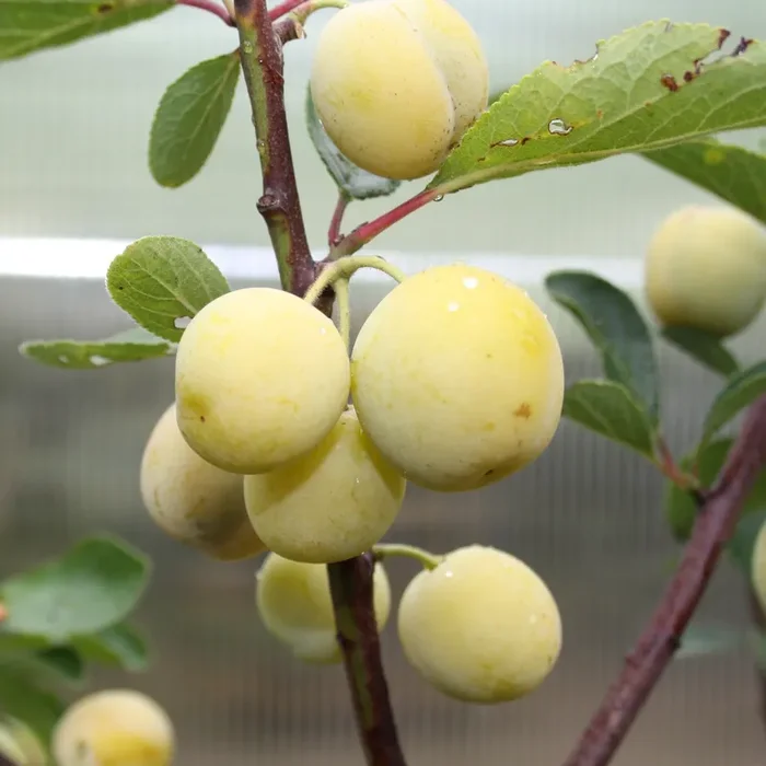 Mirabelle „Nancy Mirabelle“