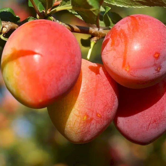 Mirabelle Miroma® – Mirabelle
