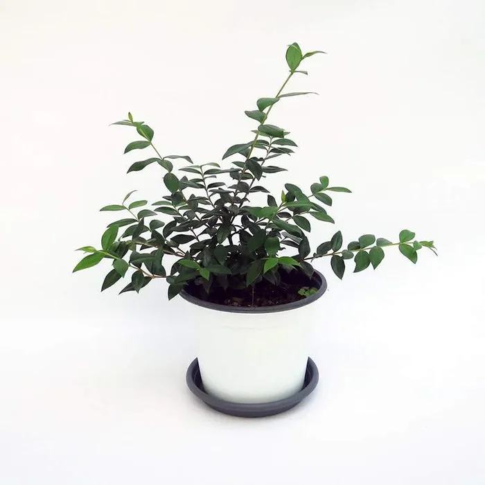 MIRTO VASE 14CM