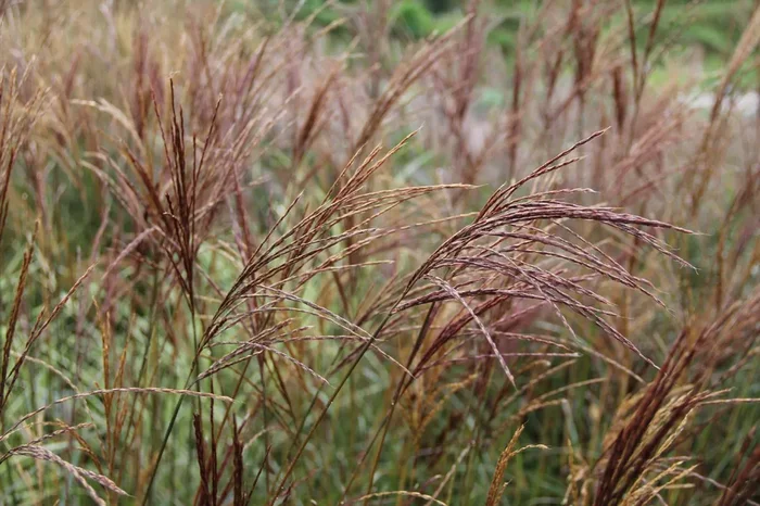 Miscanthus sinensis ‚Ferner Osten‘ (Chinaschilf)