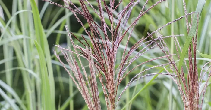 Miscanthus sinensis ‚Malepartus‘