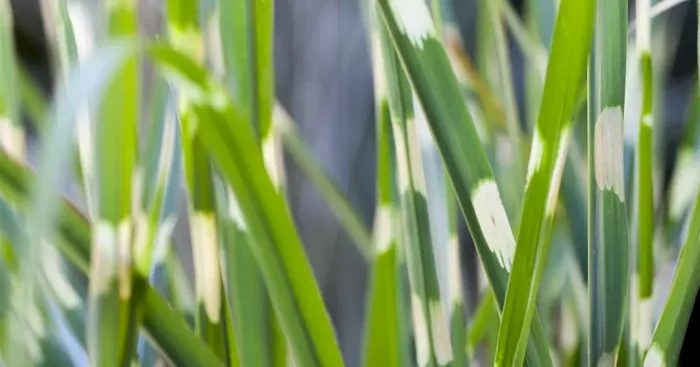 Miscanthus sinensis ‚Strictus‘