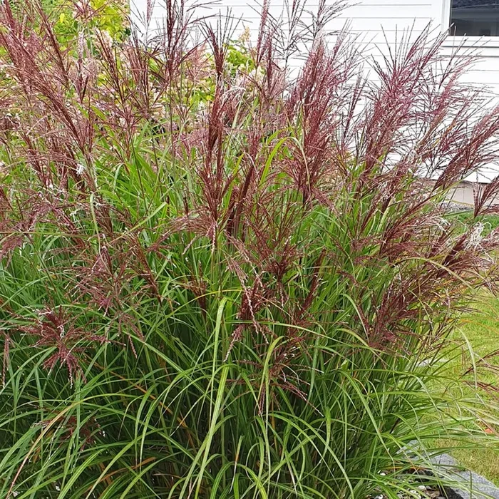 Miscanthus sinensis