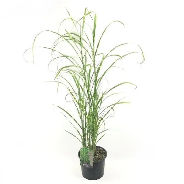 Miscanthus sinensis Zebrinus 30-50 cm Zebra-Chinaschilf Zebragras