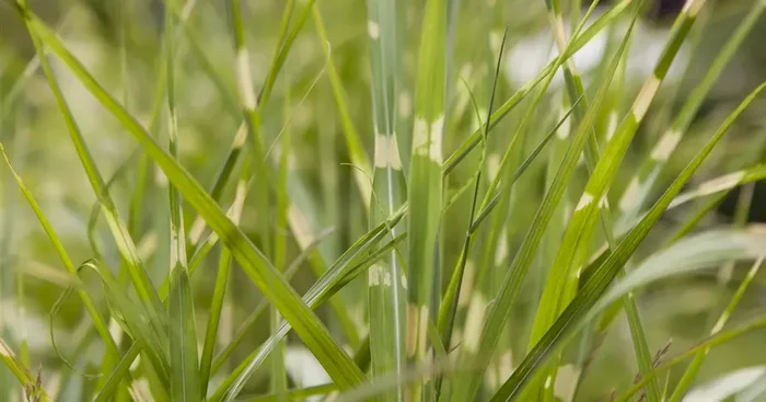 Miscanthus sinensis Zebrinus