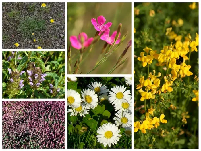 Mischung 09: Blumenrasen/Kräuterrasen