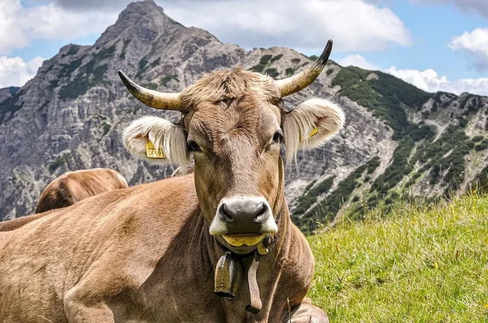 Mischung 15: Wildblumenmischung Acker, Weidemischung