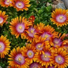 Mittagsblümchen (Delosperma) Fire Spinner