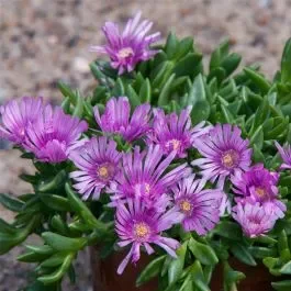 Mittagsblümchen (Delosperma) Sundella Lavender