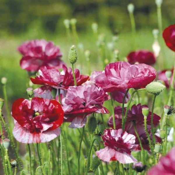 Mohn ‚Pandora‘