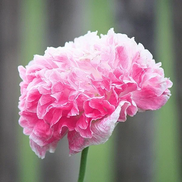 Mohn ‚Pink Päony‘
