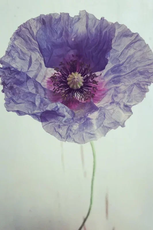 Mohn „Amazing Grey“