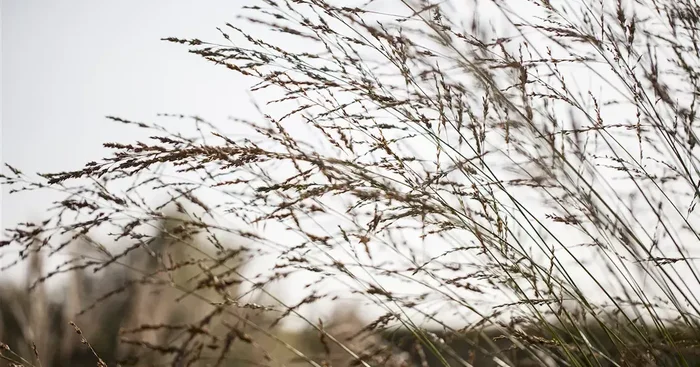 Molinia arundinacea ‚Fontäne‘