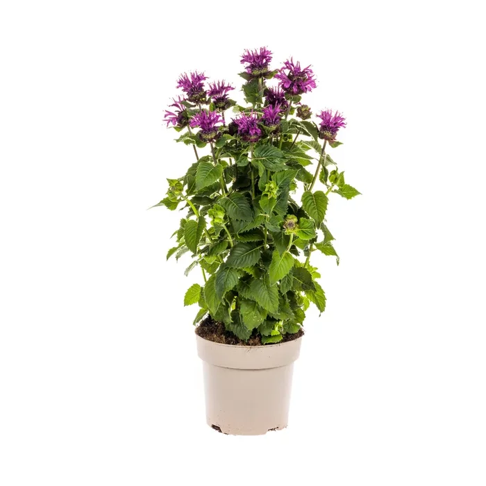Monarda didyma – Goldmelisse, Indianernessel