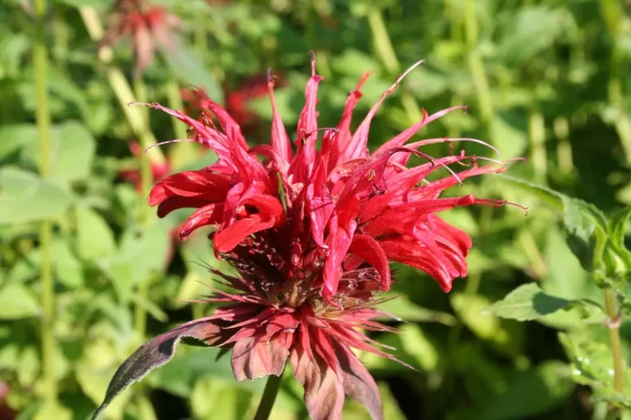 Monarda fistulosa ‚Cambridge Scarlet‘ (Indianernessel)