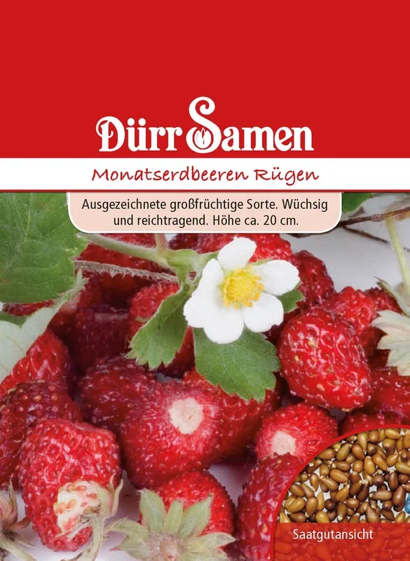 Monatserdbeere Rügen
