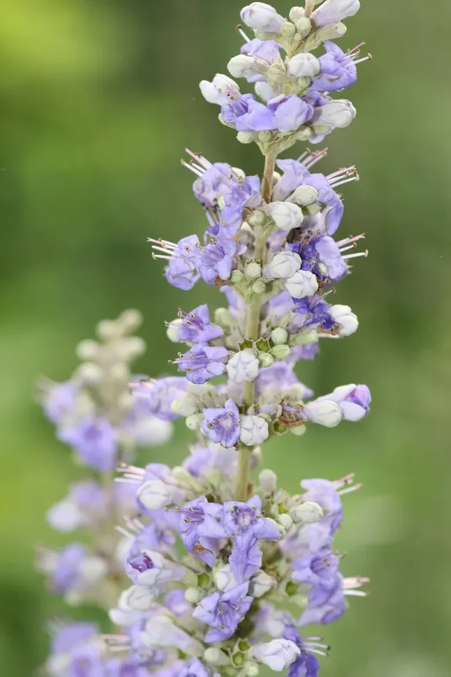 Mönchspfeffer, Vitex agnus castus