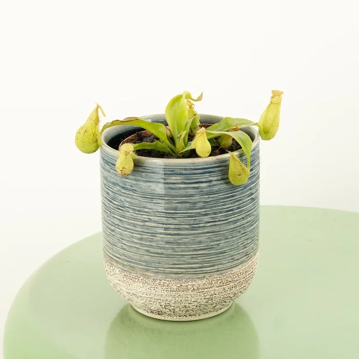 Monkey Jars | Hookeriana