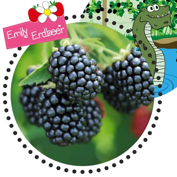 Monster-Brombeere ‚LochNess‘ by Emily Erdbeer Bestellnummer 4400277