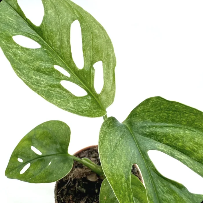 Monstera adansonii ‚Mint‘ | Schiefes Fensterblatt