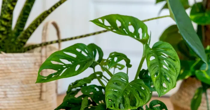 Monstera adansonii