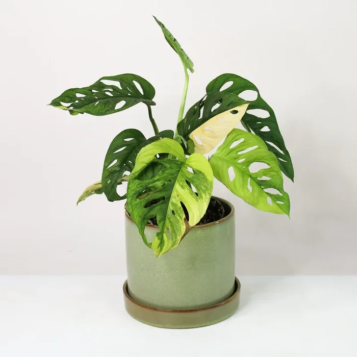 Monstera Adansonii Variegata Aurea