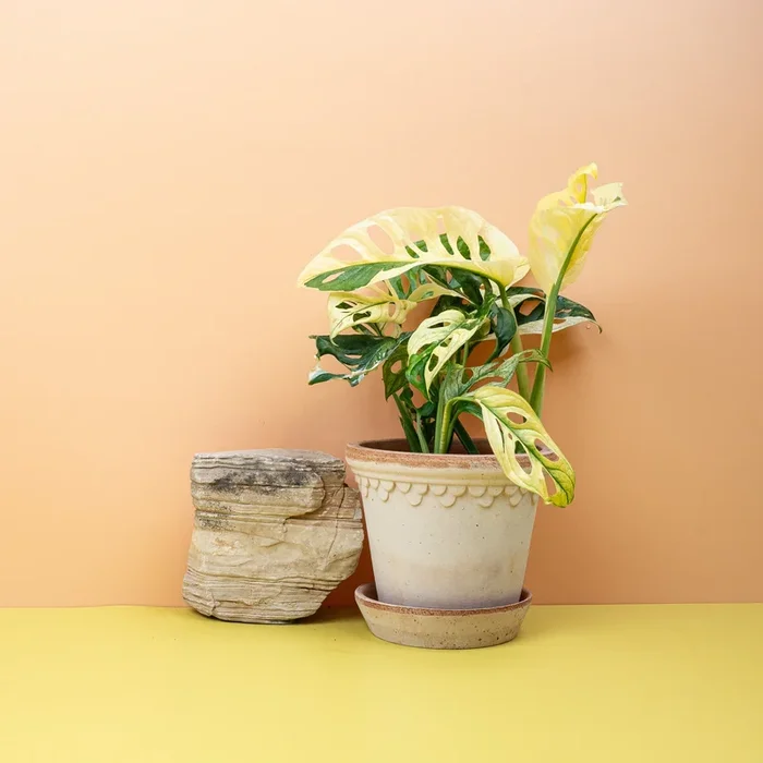 MONSTERA ADANSONII VARIEGATA