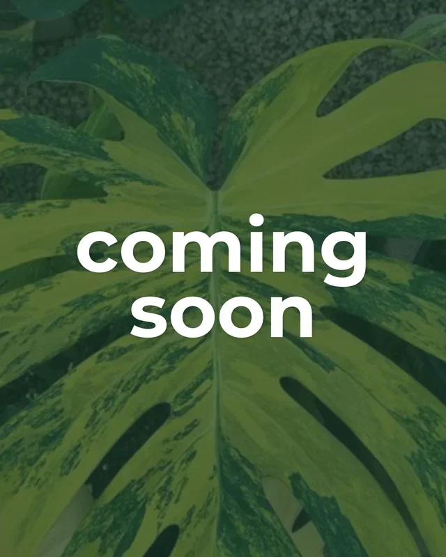 Monstera aurea – Pot Size 12cm